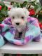 Maltese Puppies for sale in Grabill, IN 46741, USA. price: NA