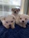 Maltese Puppies for sale in Orlando, FL, USA. price: $1,800