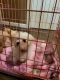 Maltese Puppies for sale in Pottstown, PA 19464, USA. price: $1,000