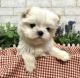 Maltese Puppies for sale in California City, CA, USA. price: $850