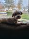 Maltese Puppies for sale in Mentor, OH 44060, USA. price: $900