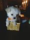Maltese Puppies for sale in Rocky Mount, NC, USA. price: NA