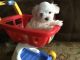 Maltese Puppies for sale in Silver Lake, IN 46982, USA. price: $1,300