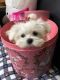 Maltese Puppies for sale in New Haven, CT, USA. price: $450
