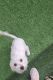 Maltese Puppies for sale in San Diego, CA, USA. price: $600