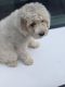 Maltese Puppies for sale in Dallas, GA, USA. price: NA
