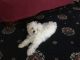 Maltese Puppies for sale in Valley Stream, NY, USA. price: $1,500