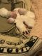 Maltese Puppies for sale in Sparks, NV 89431, USA. price: $2,000