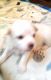 Maltese Puppies for sale in Gordon, GA 31031, USA. price: NA