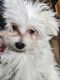 Maltese Puppies for sale in Ely, NV 89301, USA. price: NA