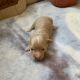 Maltese Puppies for sale in Asheville, NC, USA. price: NA