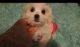 Maltese Puppies for sale in San Diego, CA, USA. price: $600