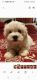 Maltese Puppies for sale in Carrollton, TX 75007, USA. price: $450