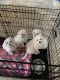 Maltese Puppies for sale in Jerome, MI 49249, USA. price: $800