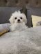 Maltese Puppies for sale in Mooresville, NC, USA. price: $1,100