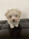 Maltese Puppies for sale in Clermont, FL, USA. price: NA
