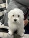 Maltese Puppies for sale in 18119 Rustic Brook Ct, Cypress, TX 77429, USA. price: NA