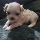 Maltese Puppies for sale in Newark, NJ, USA. price: $5,500