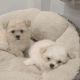 Maltese Puppies for sale in San Jose, CA, USA. price: $800