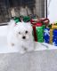 Maltese Puppies for sale in Buford, GA, USA. price: NA