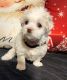 Maltese Puppies for sale in Fort Lauderdale, FL, USA. price: $2,000