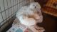Maltese Puppies for sale in King and Queen Court House, VA, USA. price: NA