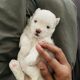 Maltese Puppies for sale in Chennai, Tamil Nadu, India. price: 70,000 INR