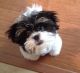 Maltese Puppies for sale in Nebo, NC 28761, USA. price: NA