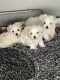 Maltese Puppies for sale in Madison, WI, USA. price: $3,000