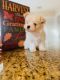 Maltese Puppies for sale in Bartow, FL, USA. price: $2,000