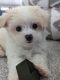 Maltese Puppies for sale in Fairview, TX 75069, USA. price: NA