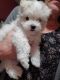 Maltese Puppies for sale in Silver Lake, IN 46982, USA. price: $1,300