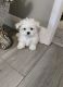Maltese Puppies for sale in New Yorkweg, 1334 NA Almere, Netherlands. price: 300 EUR
