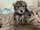 Maltese Puppies for sale in San Francisco, CA, USA. price: $3,000