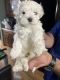 Maltese Puppies for sale in Oklahoma City, OK 73129, USA. price: $800
