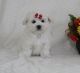 Maltese Puppies for sale in Littlerock, CA 93543, USA. price: NA