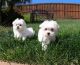 Maltese Puppies for sale in Alabama Ave, Brooklyn, NY 11207, USA. price: $1,000