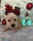 Maltese Puppies for sale in Phoenix, AZ 85035, USA. price: NA