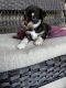 Maltese Puppies for sale in Orlando, FL 32803, USA. price: $950