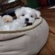 Maltese Puppies for sale in Middletown, OH, USA. price: $1,200