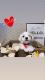 Maltese Puppies for sale in Colorado Springs, CO, USA. price: $1,500