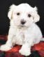Maltese Puppies for sale in Lowell, MA, USA. price: $1,800