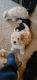 Maltese Puppies for sale in Black Canyon City, AZ 85324, USA. price: NA