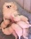 Maltese Puppies for sale in 1000 Lincoln Ave, San Jose, CA 95125, USA. price: $500