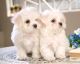 Maltese Puppies for sale in 70120 Jolon Rd, Bradley, CA 93426, USA. price: NA