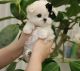 Maltese Puppies for sale in 976 Lenzen Ave, San Jose, CA 95126, USA. price: $500