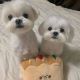 Maltese Puppies for sale in Ross, CA 94957, USA. price: $500