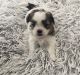 Maltese Puppies for sale in Pinellas Park, FL, USA. price: NA
