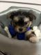 Maltese Puppies for sale in Fremont, MI, USA. price: $550