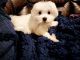 Maltese Puppies for sale in Orlando, FL, USA. price: $2,200